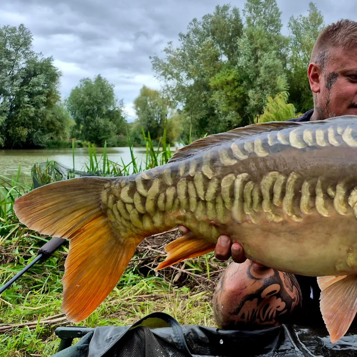 Mirror carp caught on Fishbrain