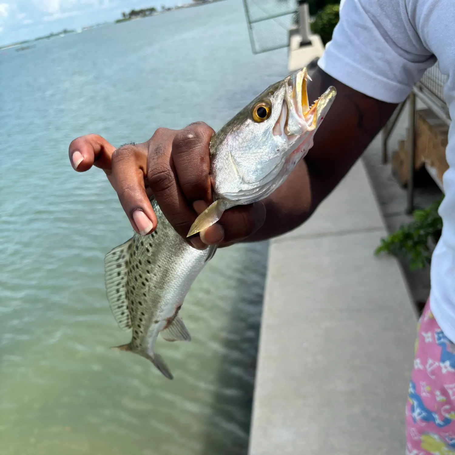 The most recent Spotted seatrout catches on Fishbrain