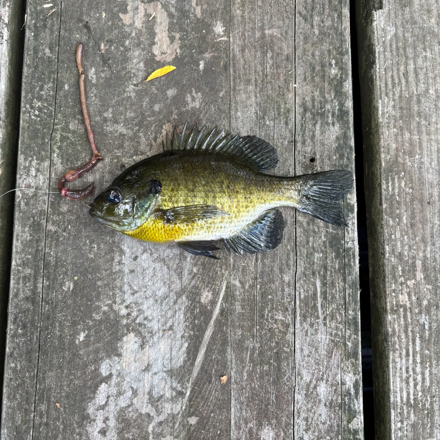 Bluegill caught on Fishbrain