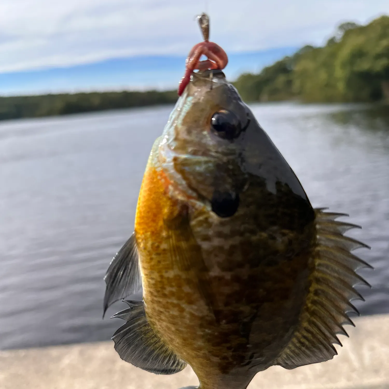 Bluegill caught on Fishbrain