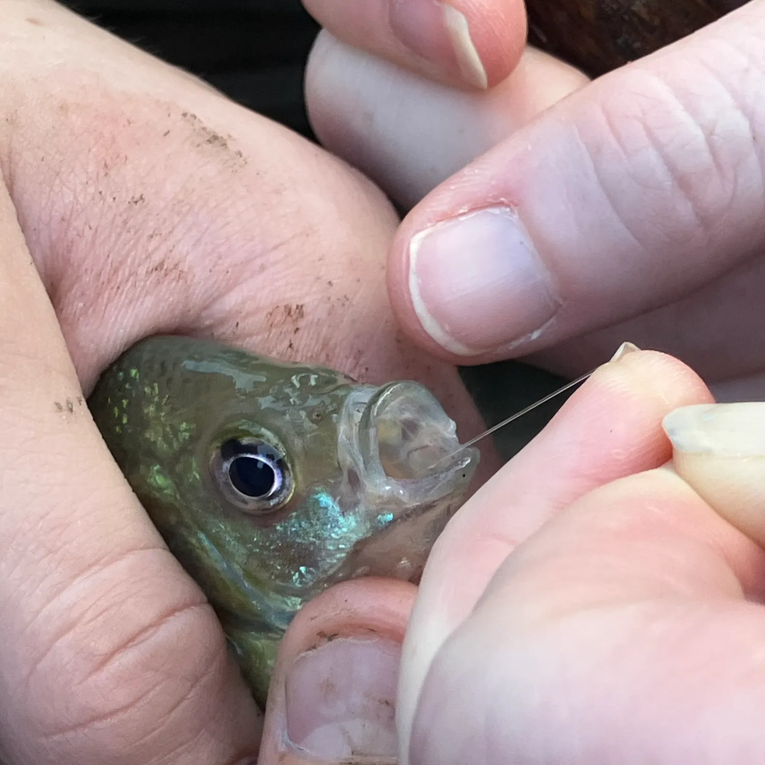 catch