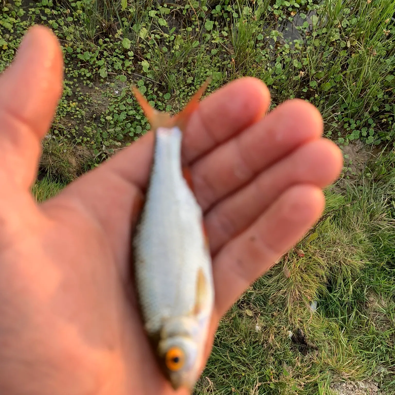 The most recent Common roach catches on Fishbrain