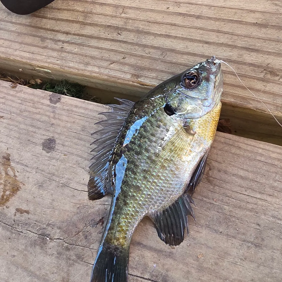 Bluegill caught on Fishbrain