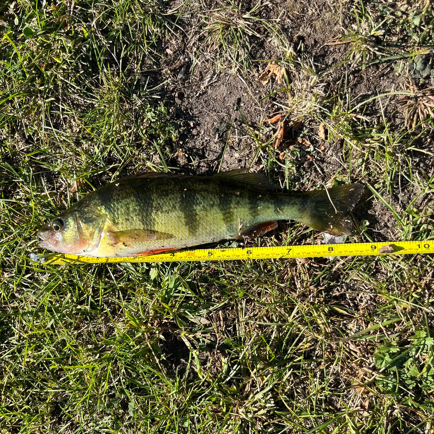 Yellow perch caught on Fishbrain