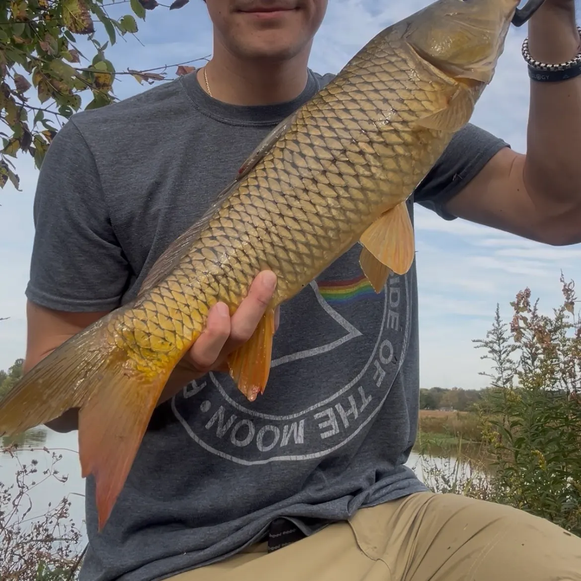 Common carp caught on Fishbrain