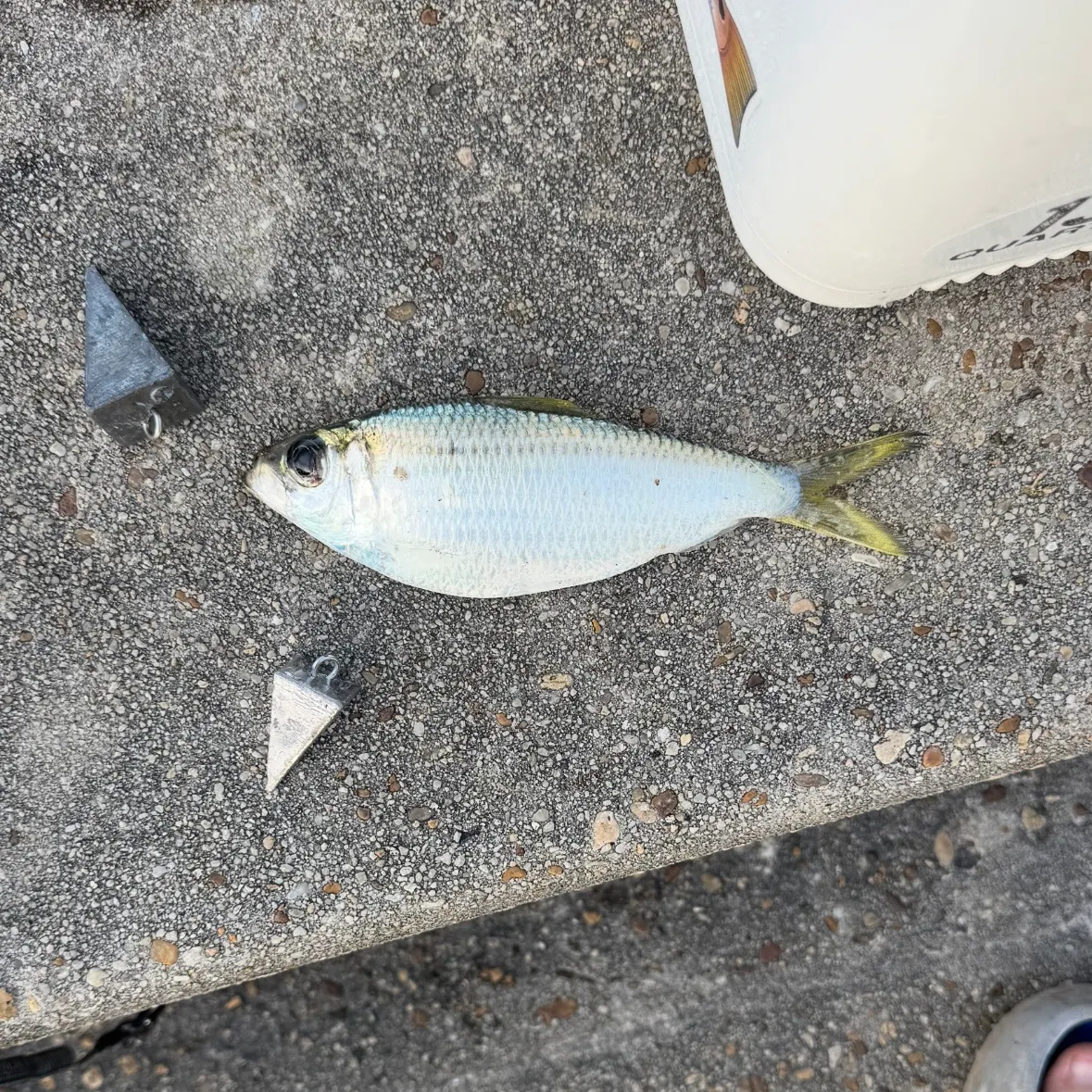 The most recent Greenback horse mackerel catches on Fishbrain