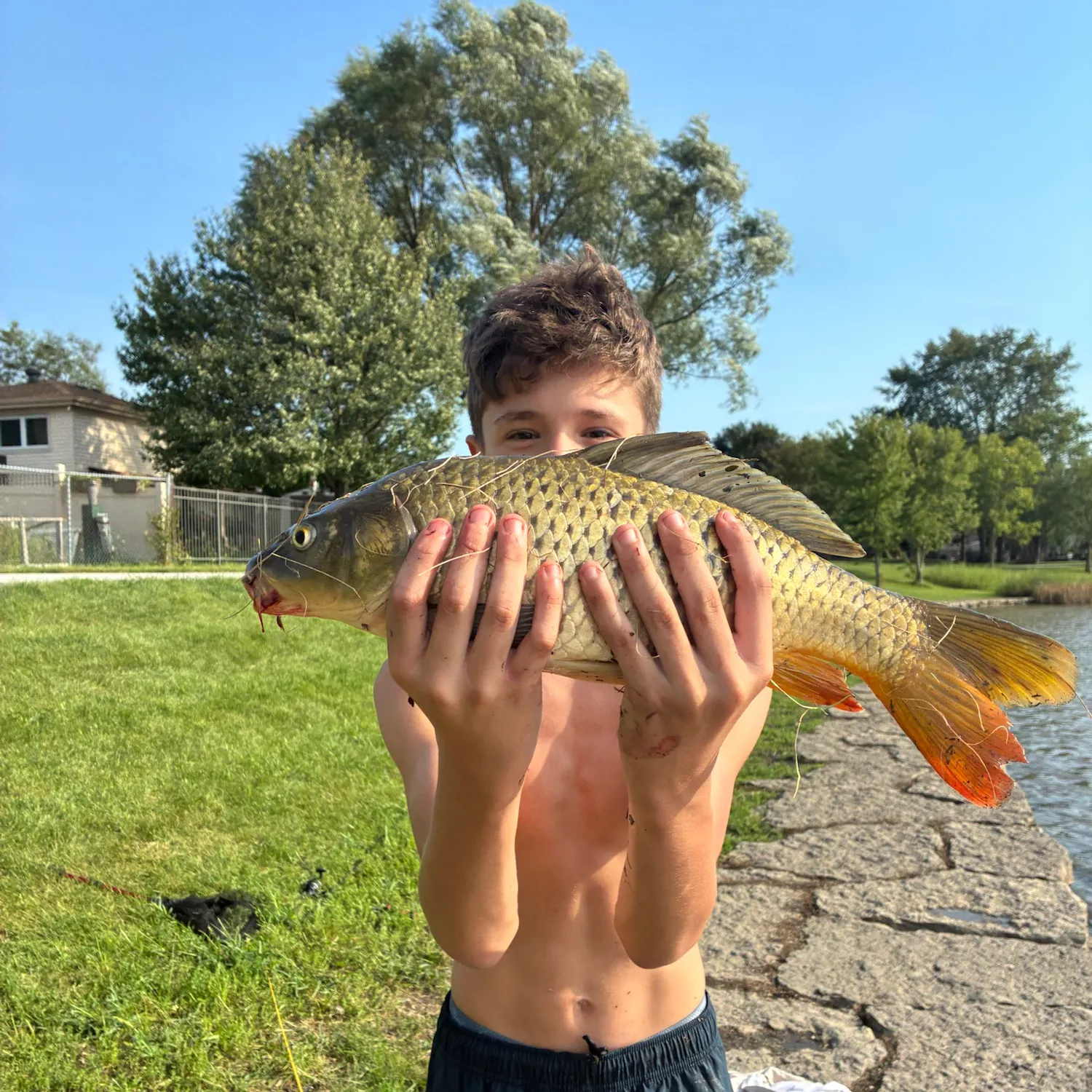 Common carp caught on Fishbrain