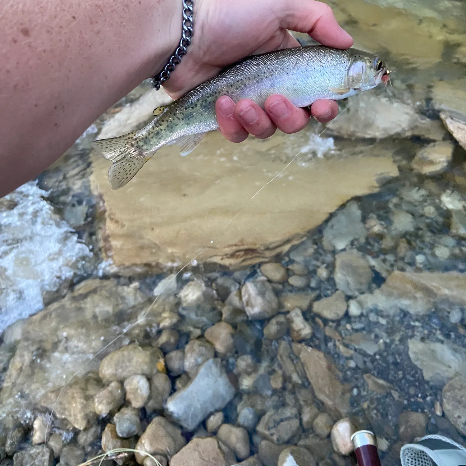 Rainbow trout caught on Fishbrain