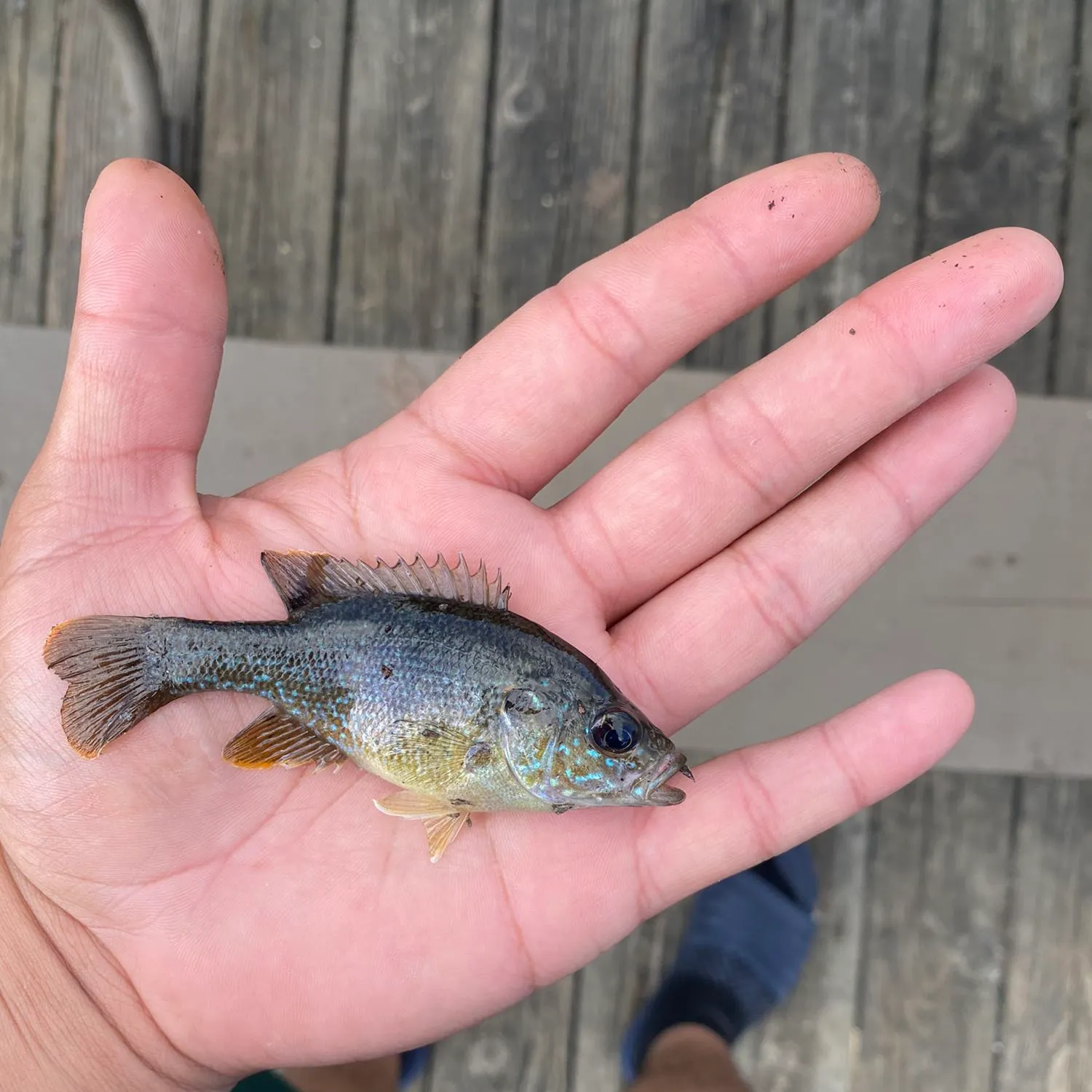 Green sunfish caught on Fishbrain