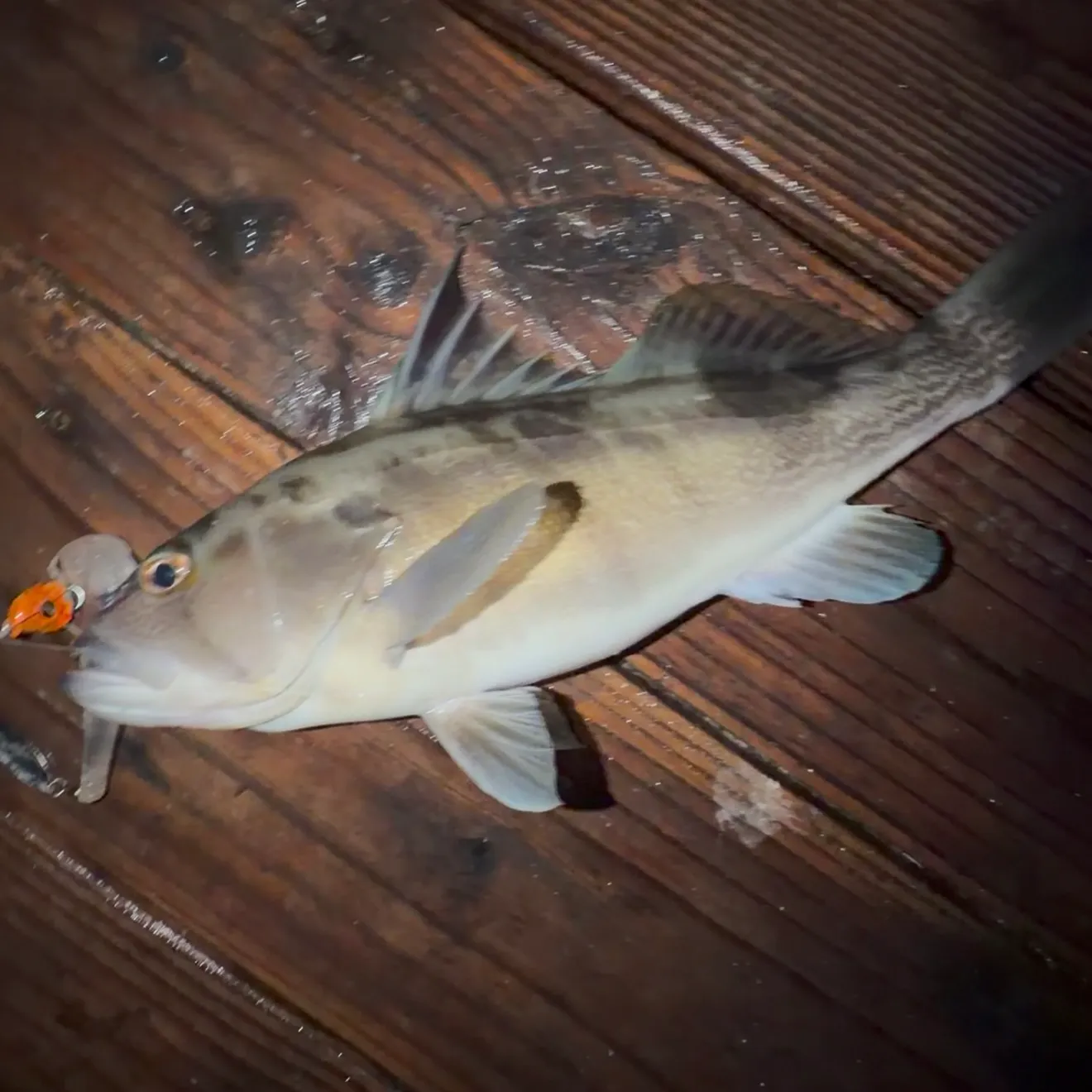 The most recent Barred sand bass catches on Fishbrain