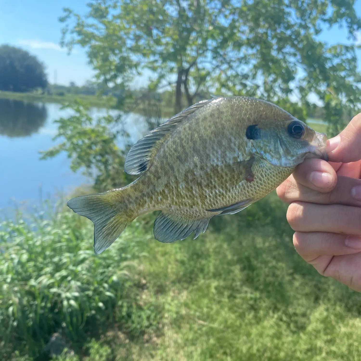 Bluegill caught on Fishbrain