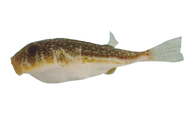 Yellowspotted puffer
