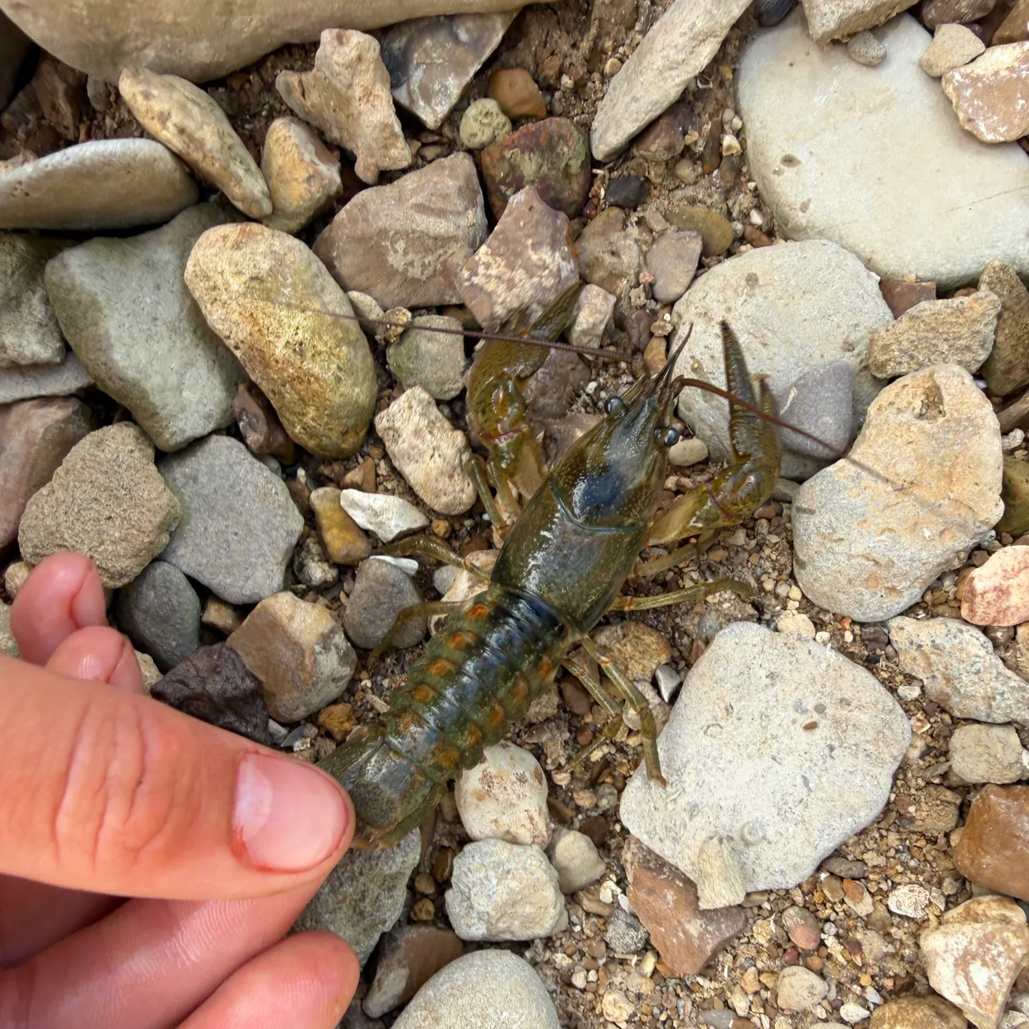 Rusty crayfish caught on Fishbrain