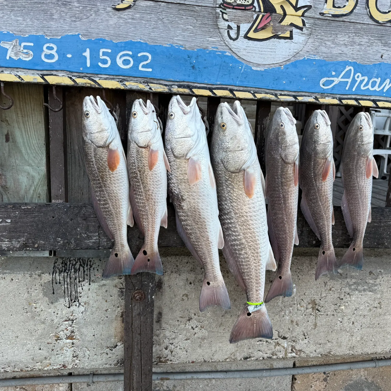 recently logged catches