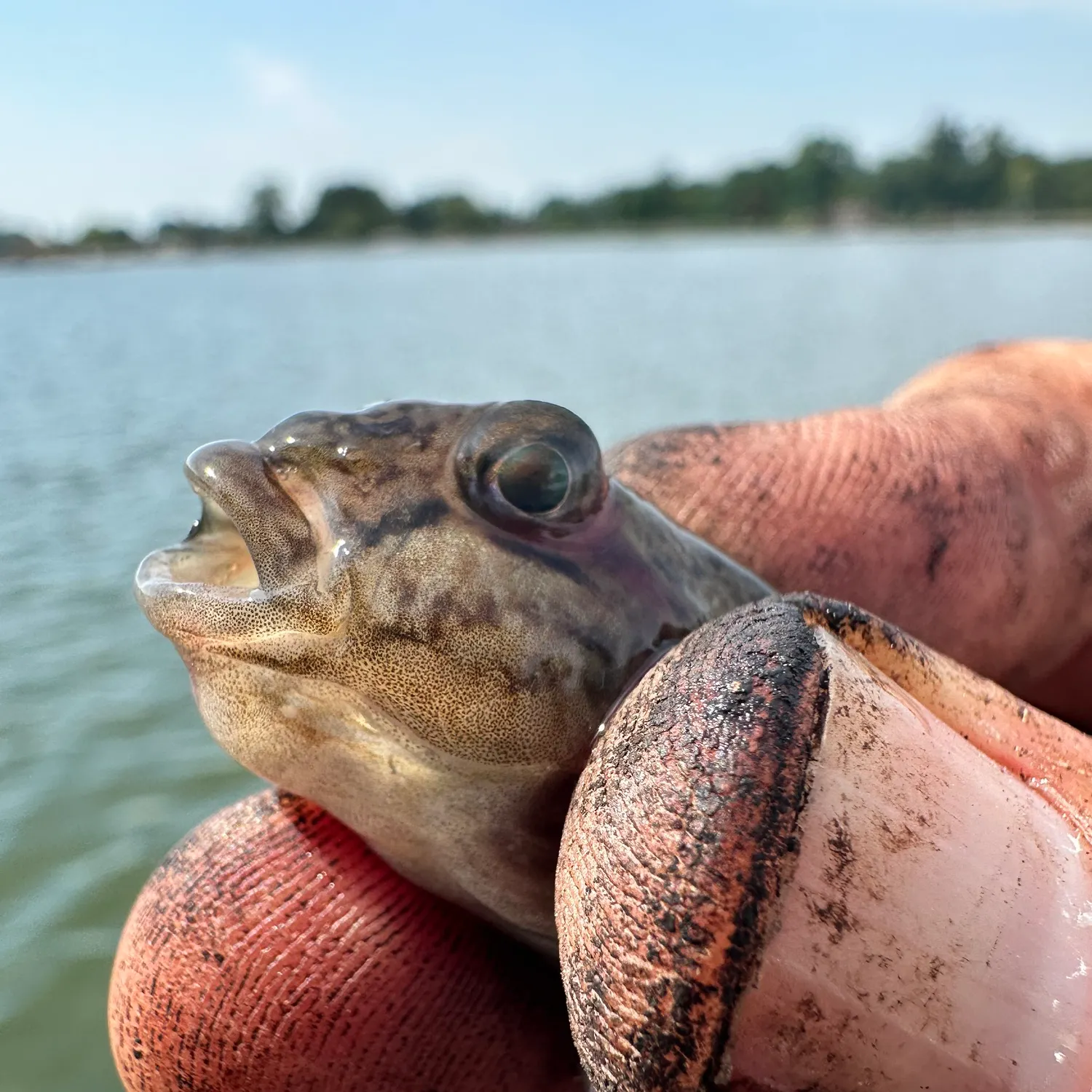 Round goby caught on Fishbrain