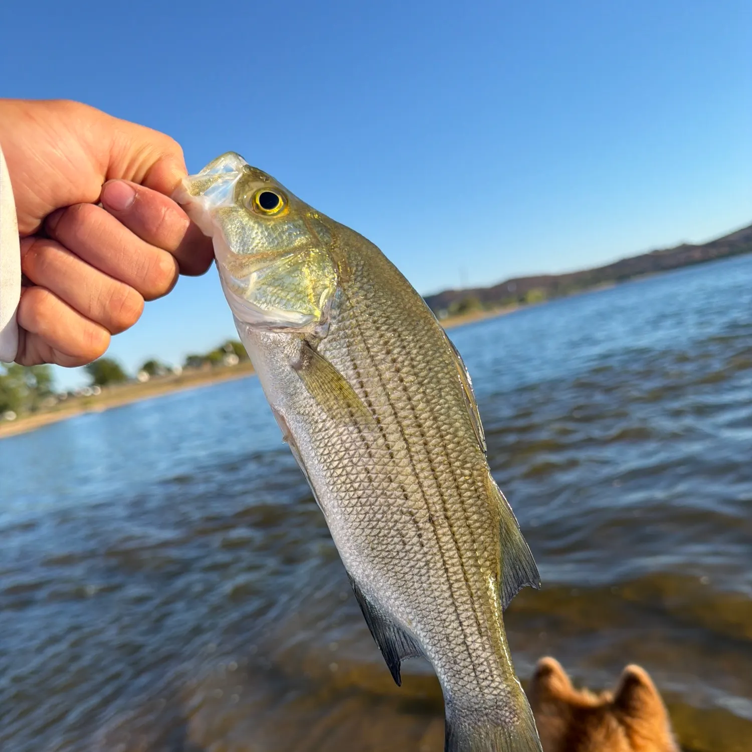 White bass caught on Fishbrain