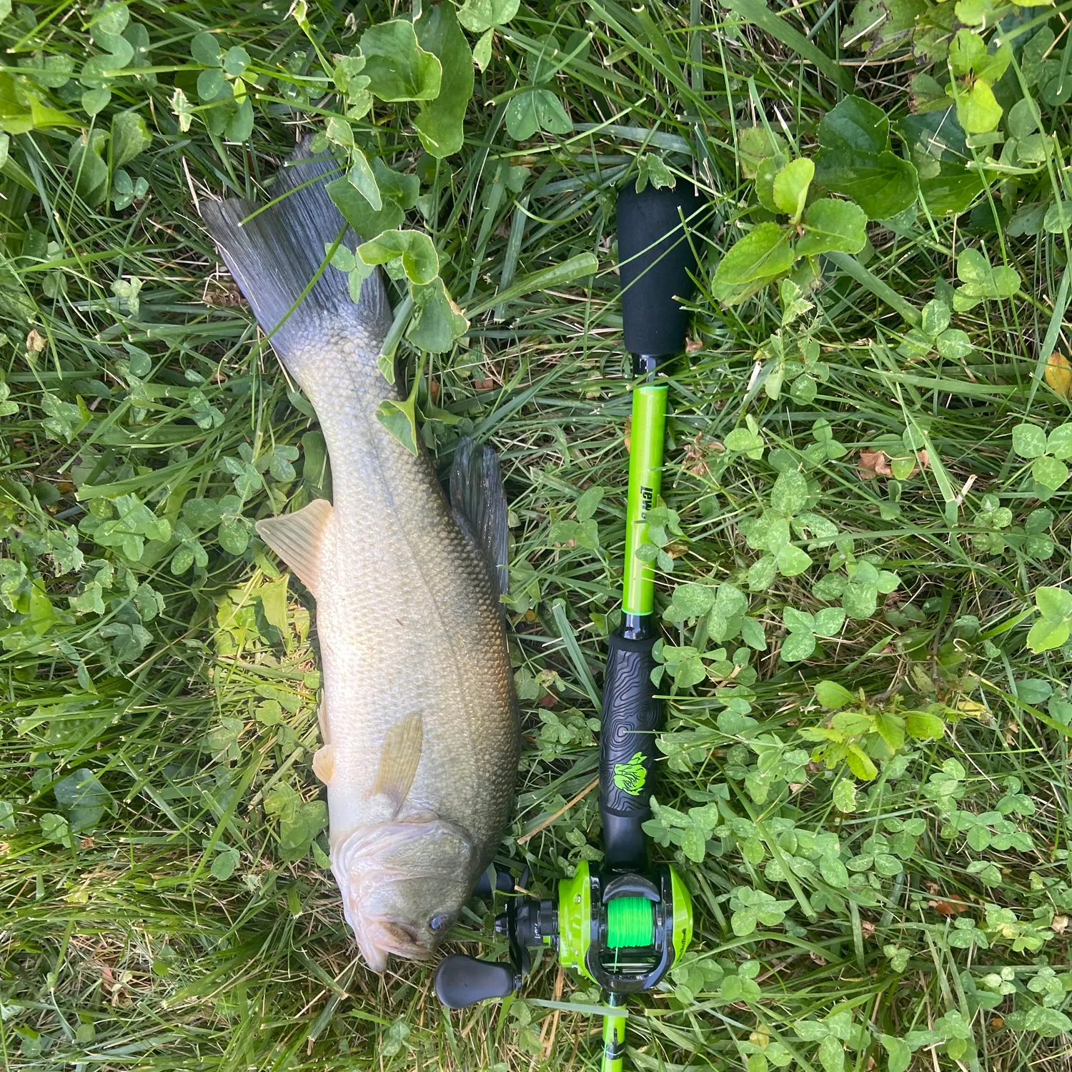 Fish caught on Fishbrain
