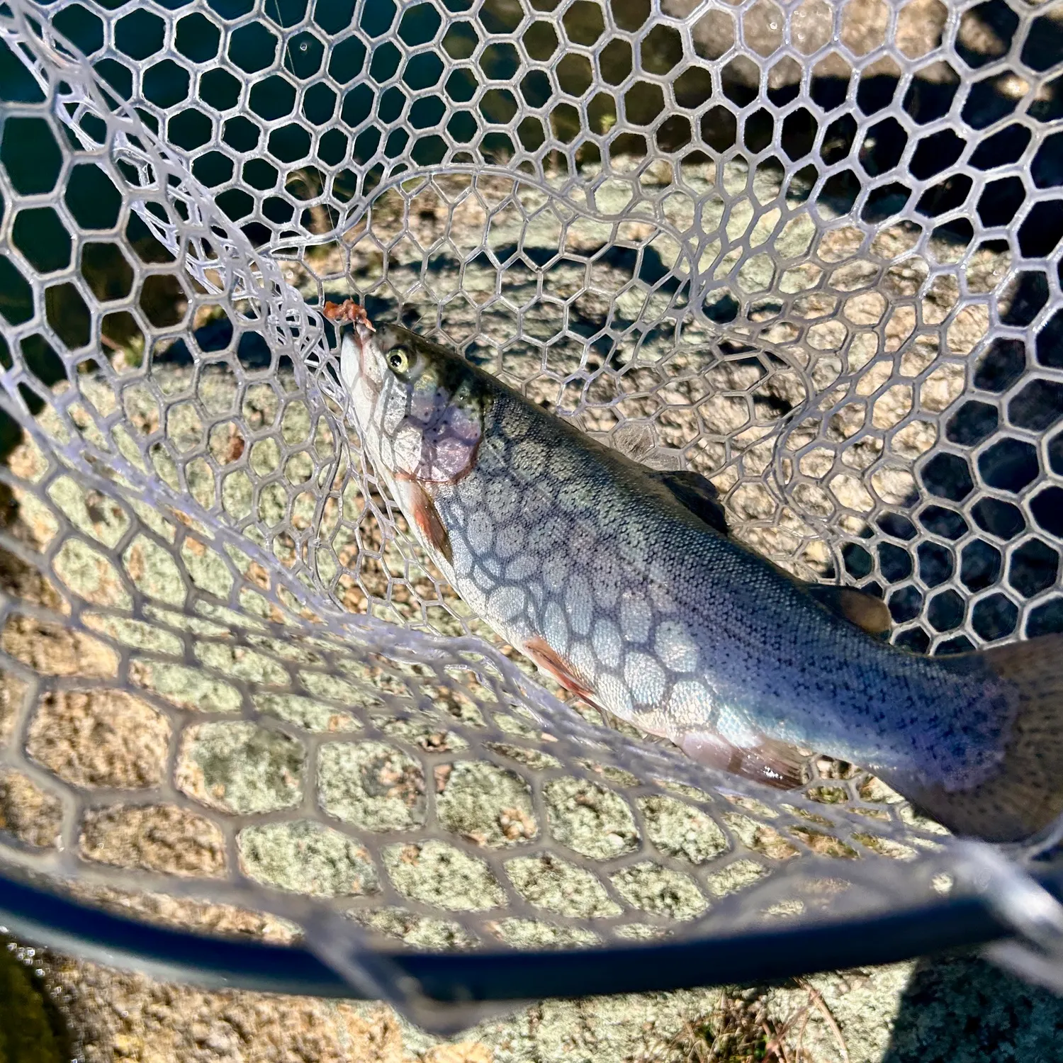 Rainbow trout caught on Fishbrain