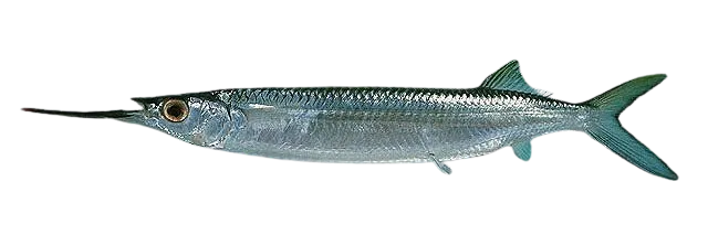 Blackbarred halfbeak