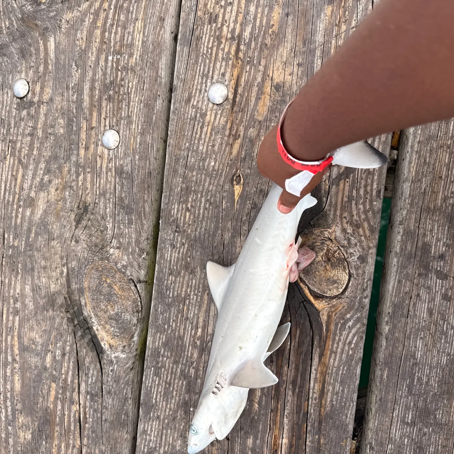 The most recent Sandbar shark catches on Fishbrain