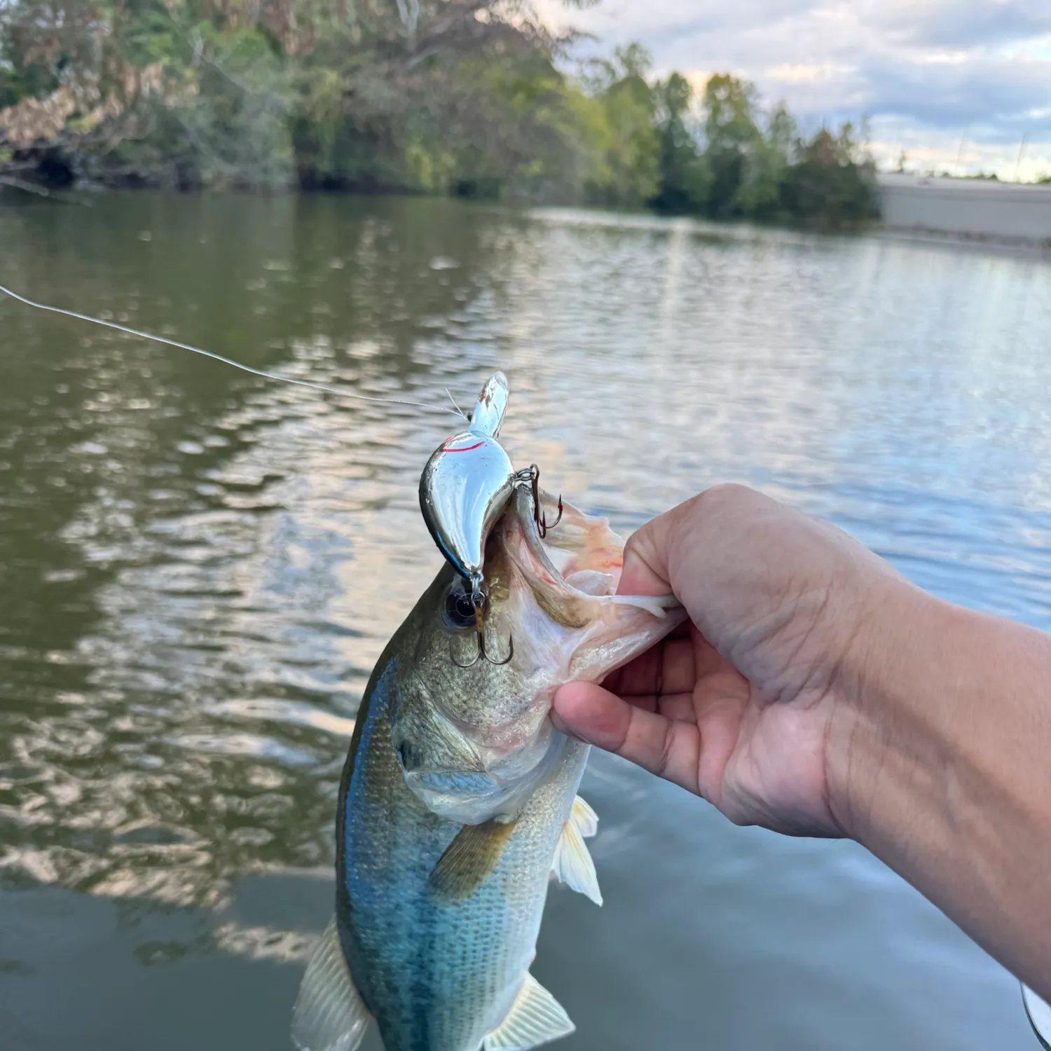 Largemouth bass caught on Fishbrain