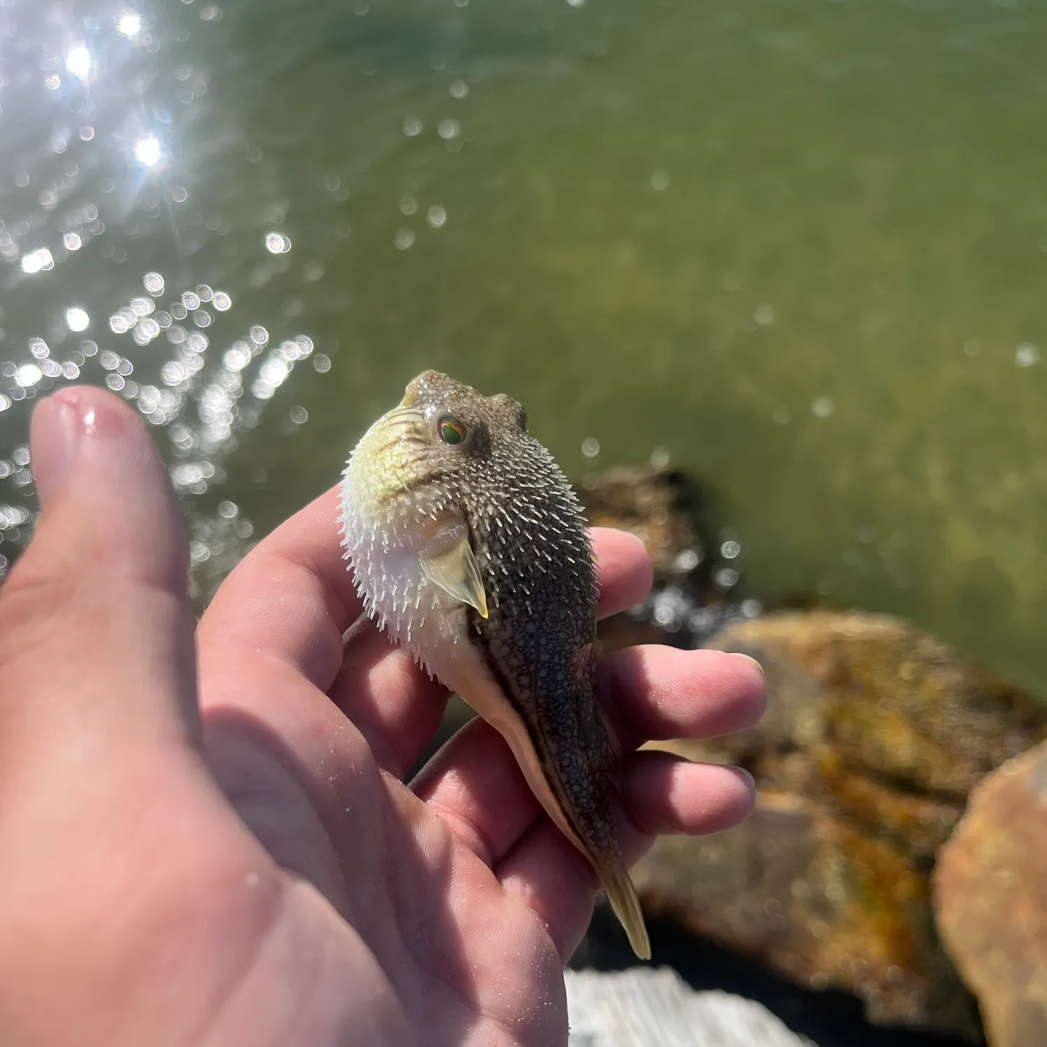 The most recent Common toadfish catches on Fishbrain