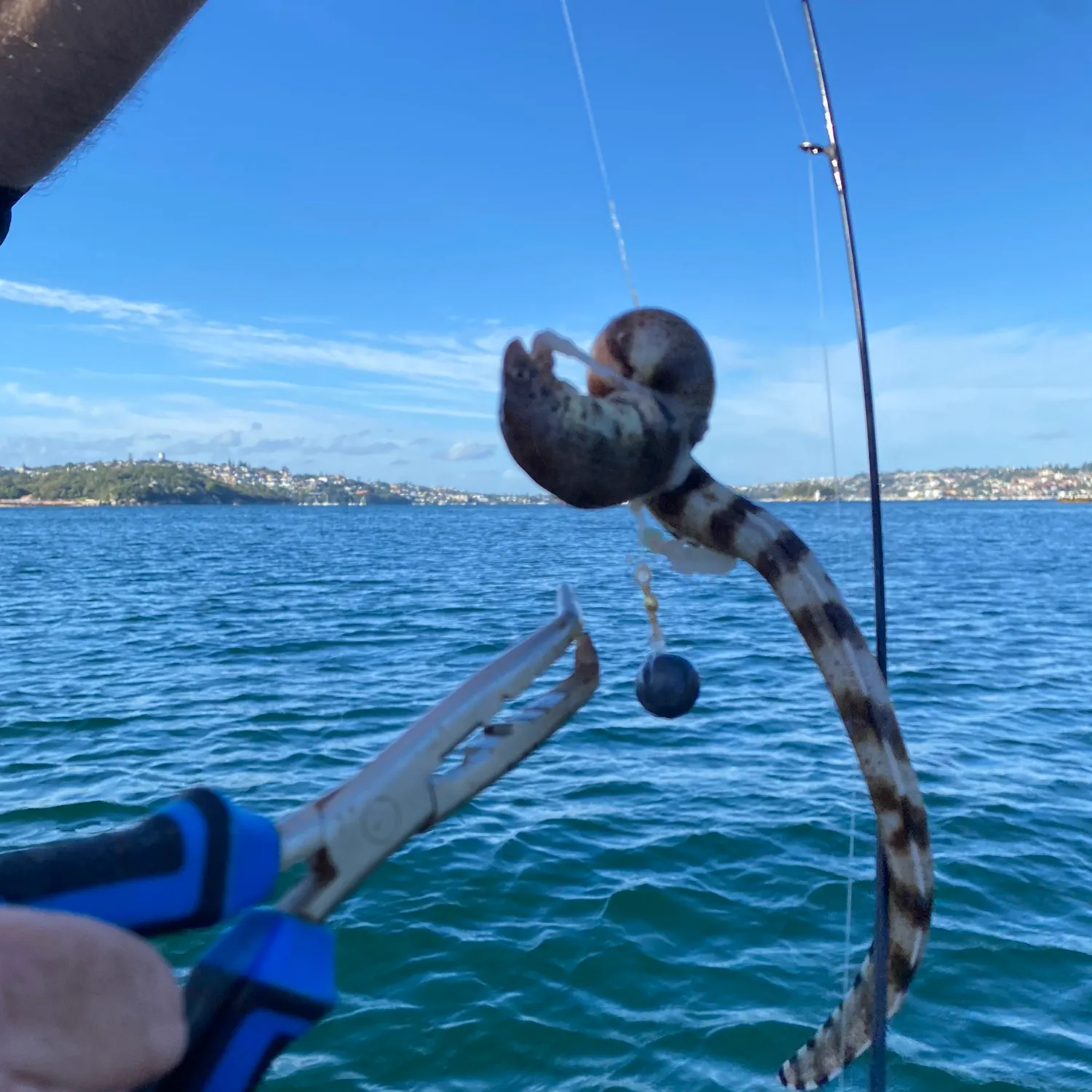 The most recent Harlequin snake eel catches on Fishbrain