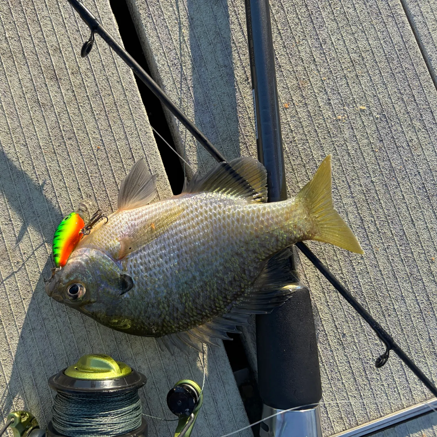 Bluegill caught on Fishbrain
