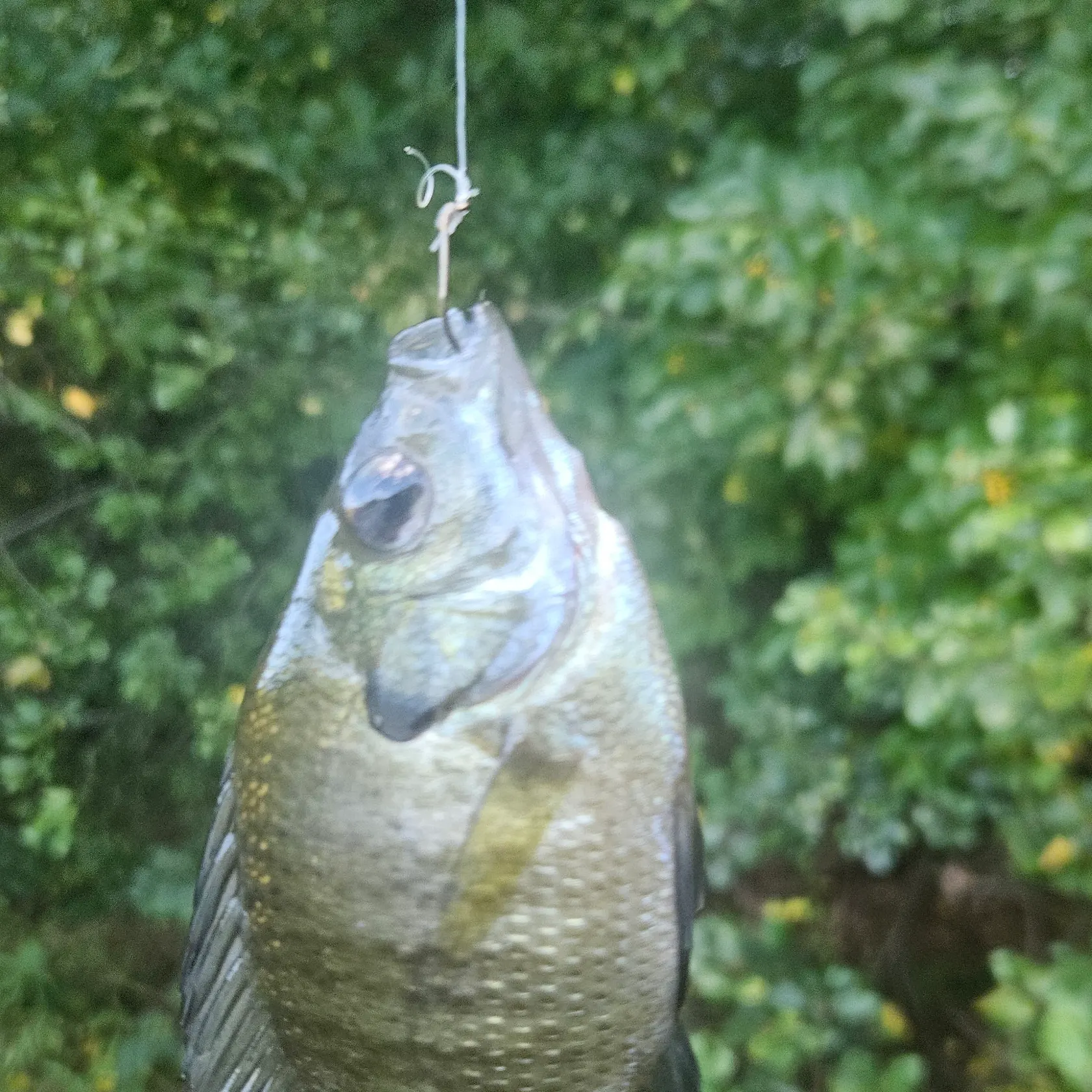 Bluegill caught on Fishbrain