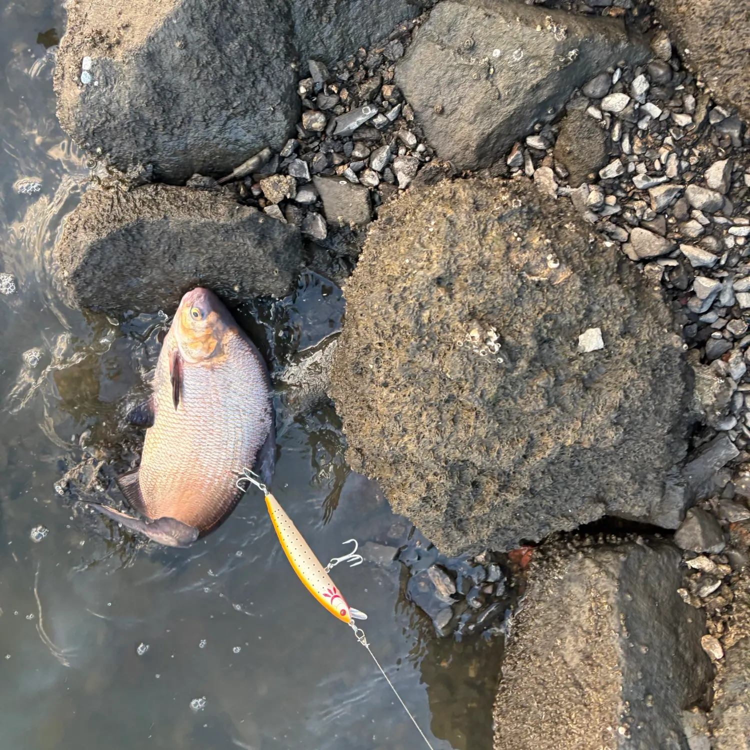 The most recent American gizzard shad catches on Fishbrain