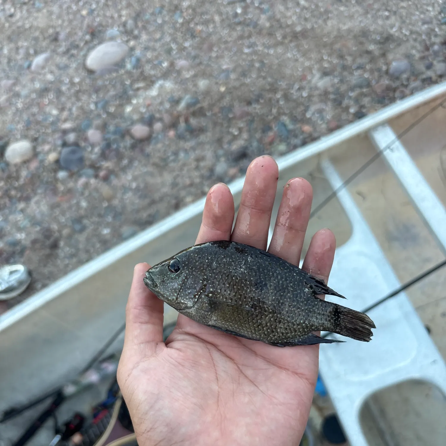 Rio Grande cichlid caught on Fishbrain