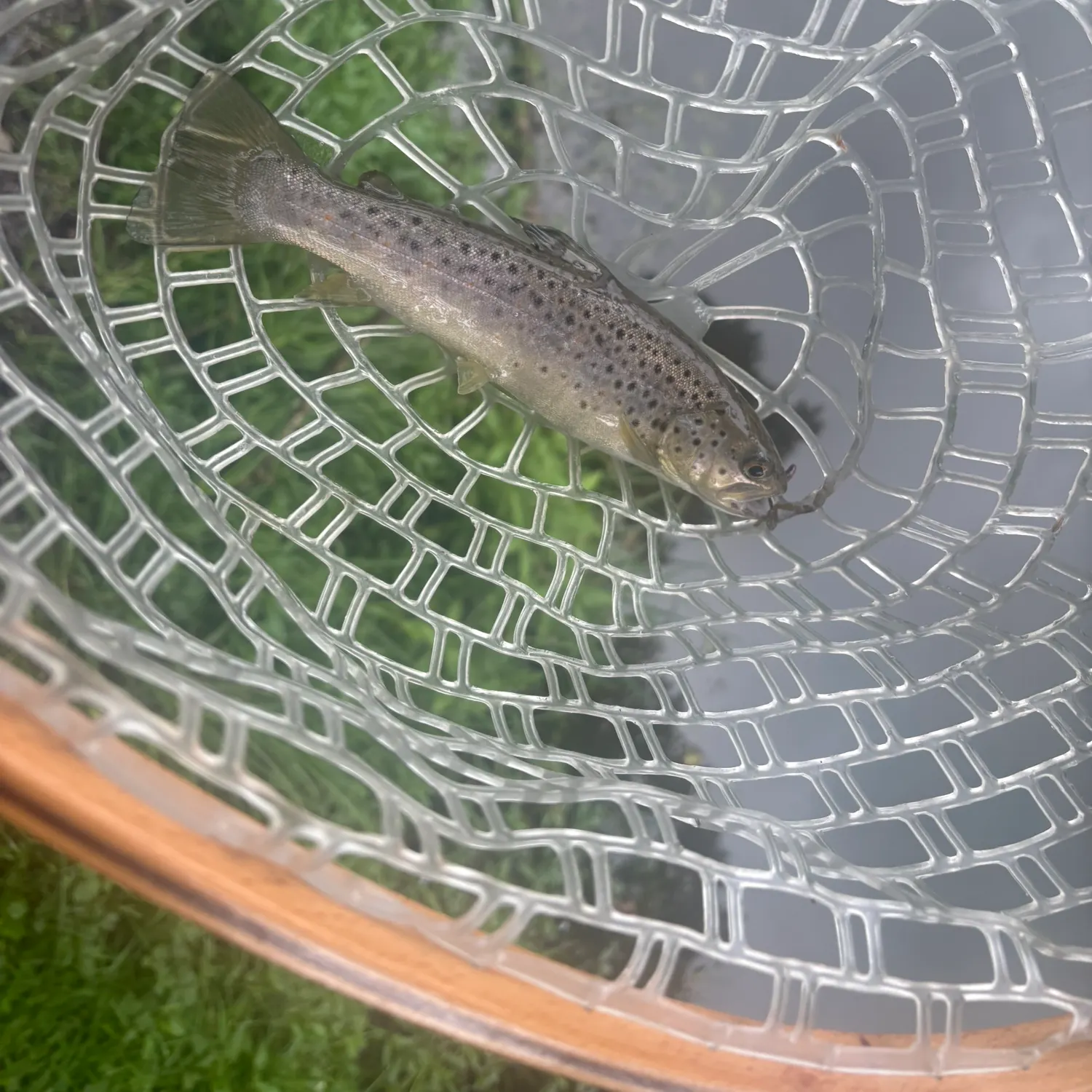 Brown trout caught on Fishbrain