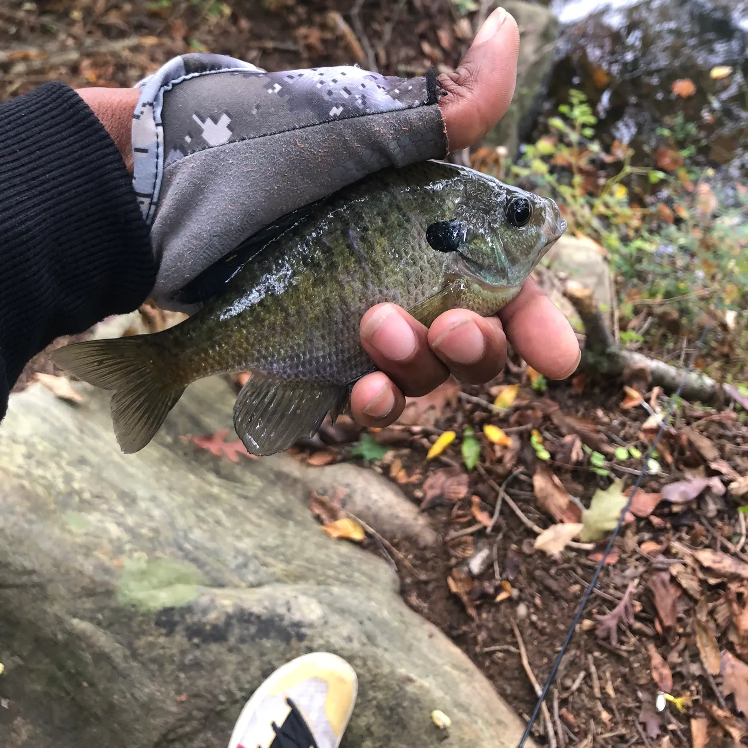 Bluegill caught on Fishbrain
