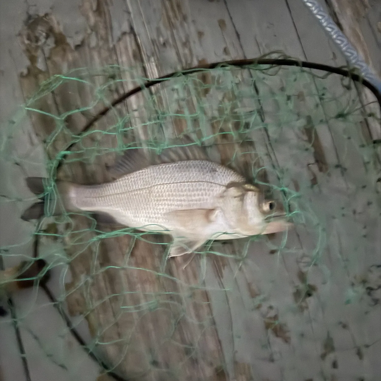 White perch caught on Fishbrain