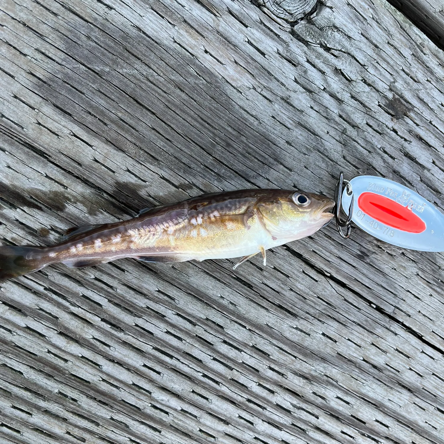 The most recent Pacific tomcod catches on Fishbrain