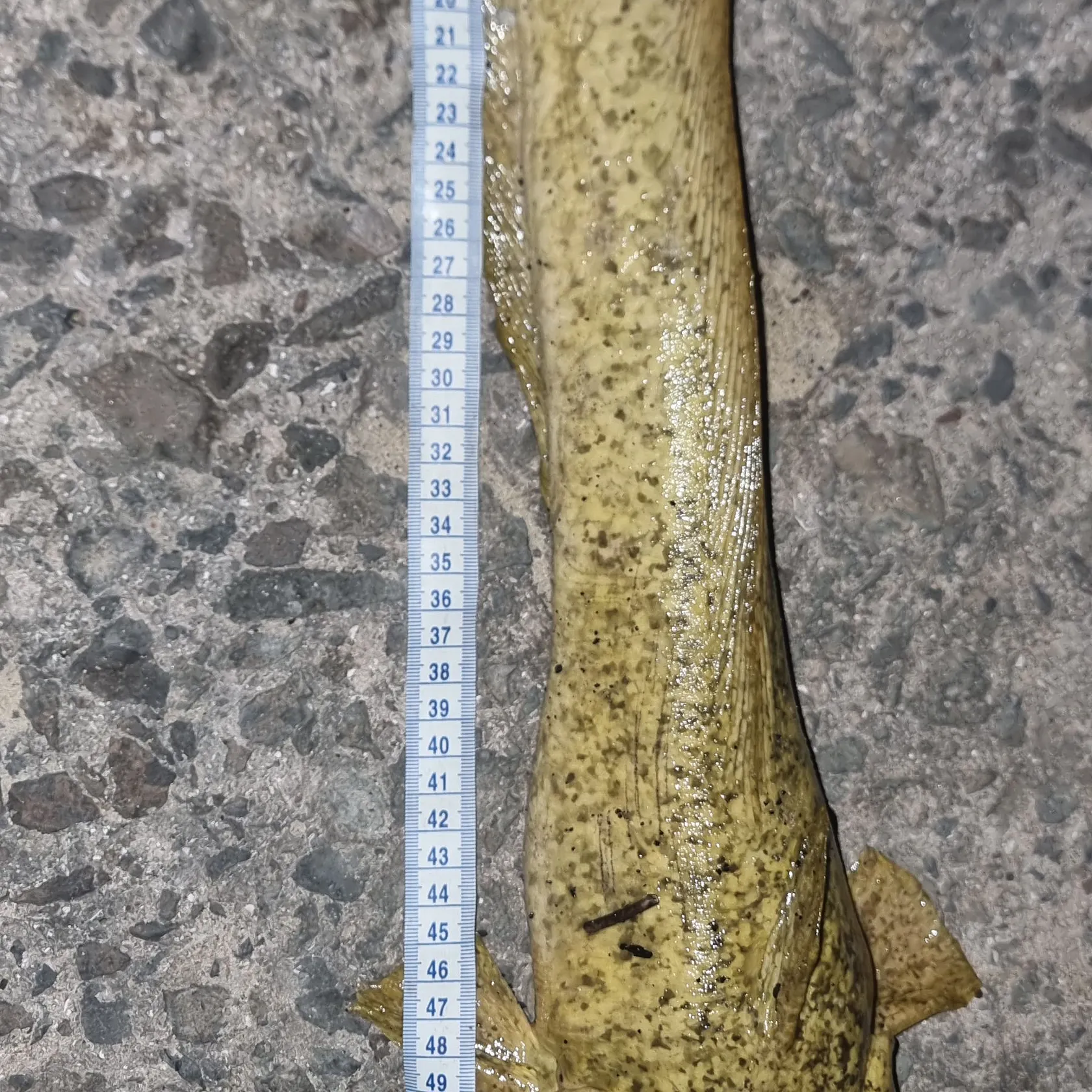 The most recent Cobbler catches on Fishbrain