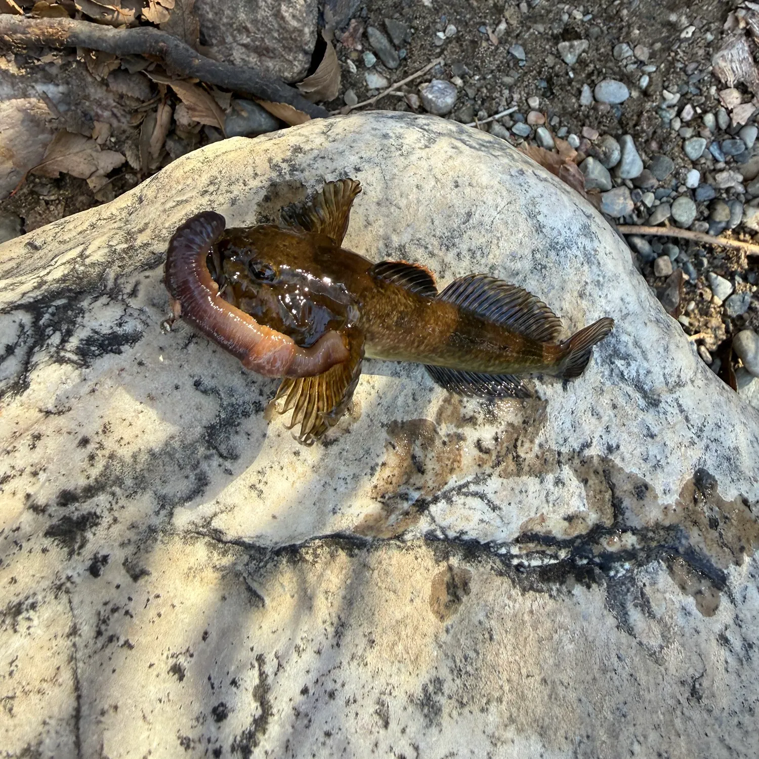 The most recent Mottled sculpin catches on Fishbrain