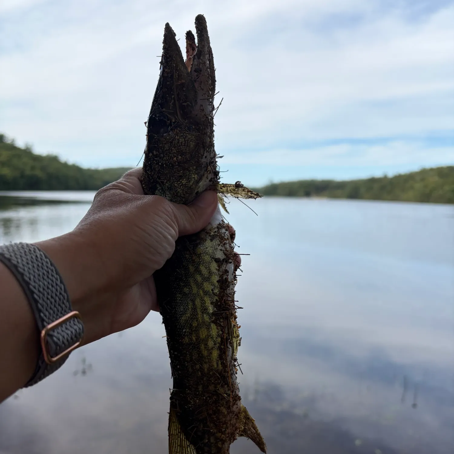 Chain pickerel caught on Fishbrain