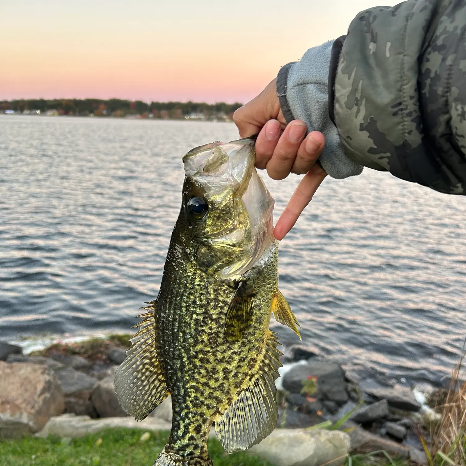 Black crappie caught on Fishbrain