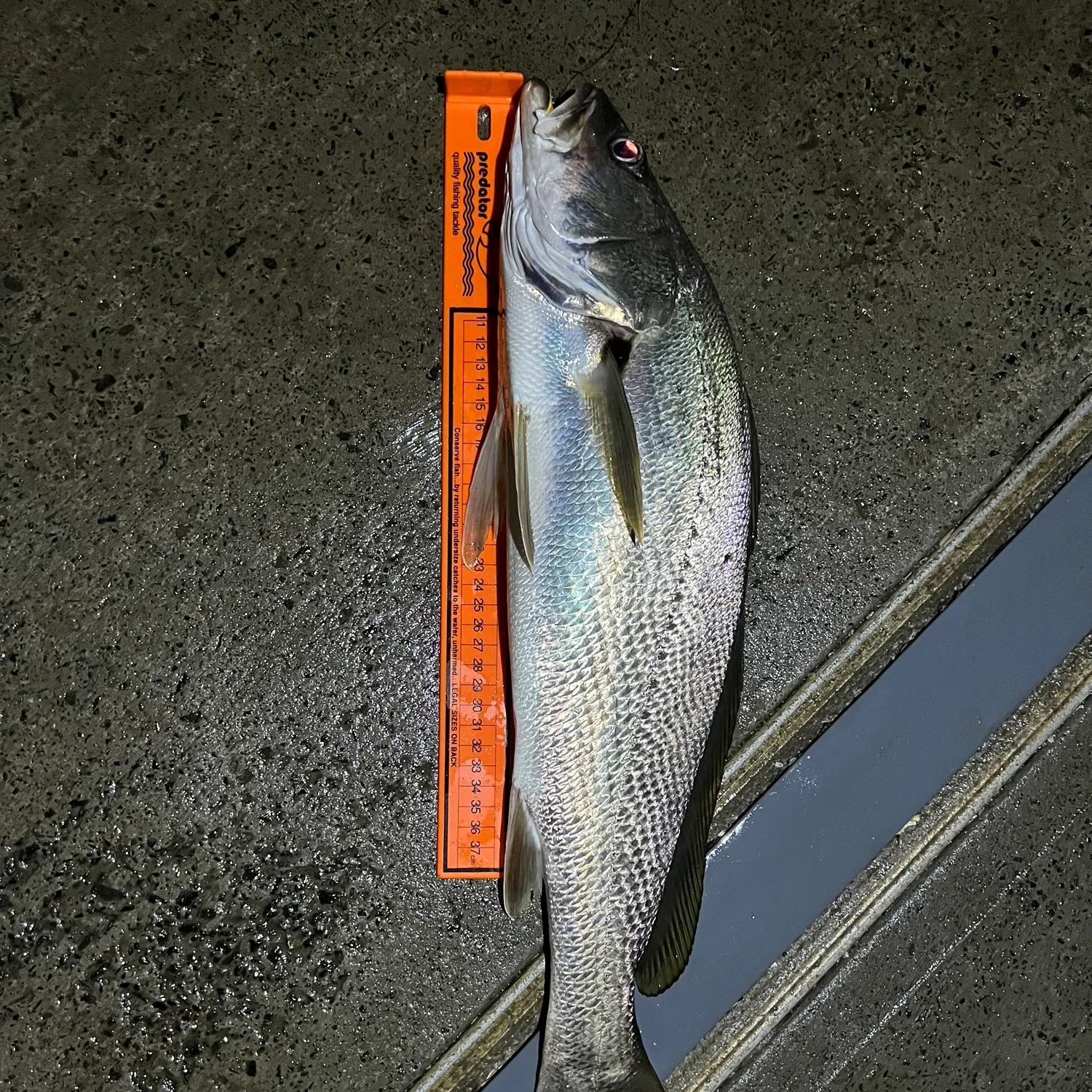 The most recent Japanese meagre catches on Fishbrain