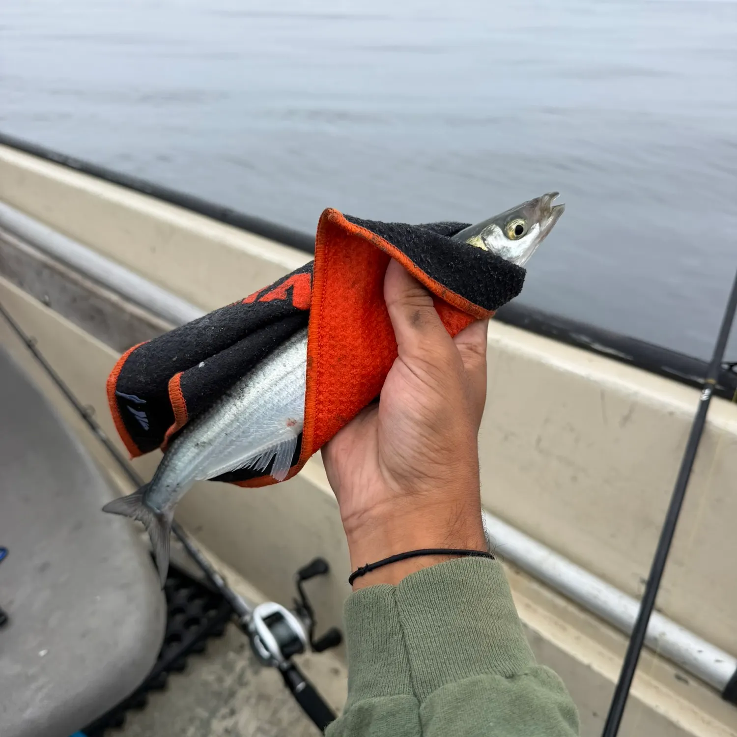 The most recent Surf smelt catches on Fishbrain
