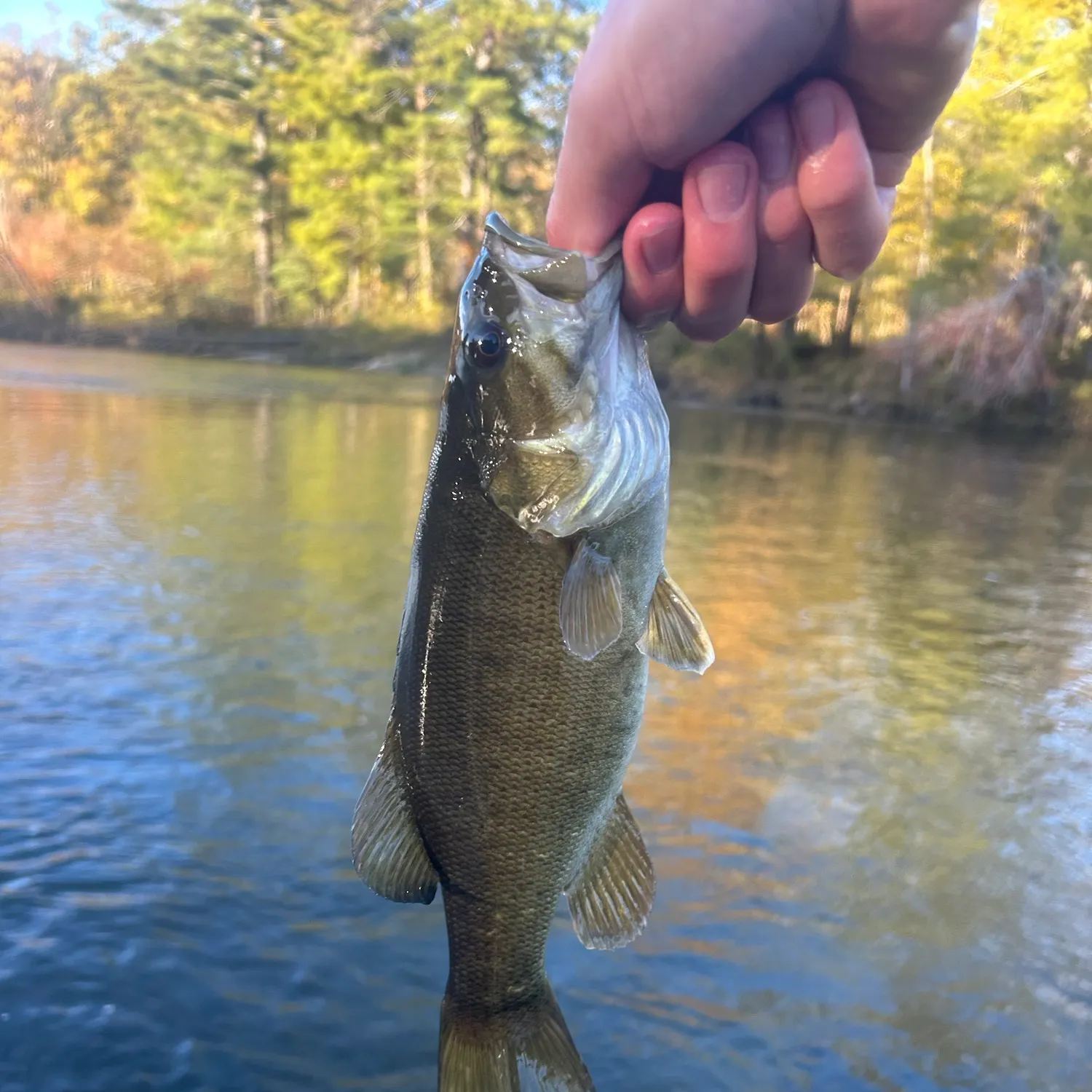 Smallmouth bass caught on Fishbrain