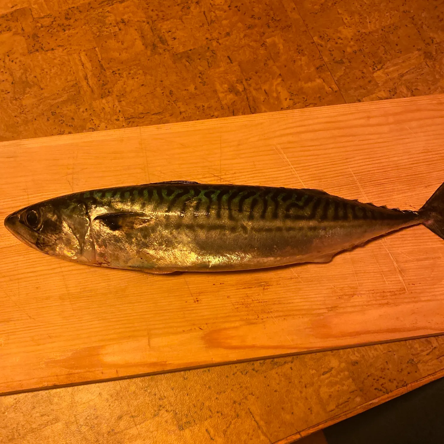 Fish caught on Fishbrain