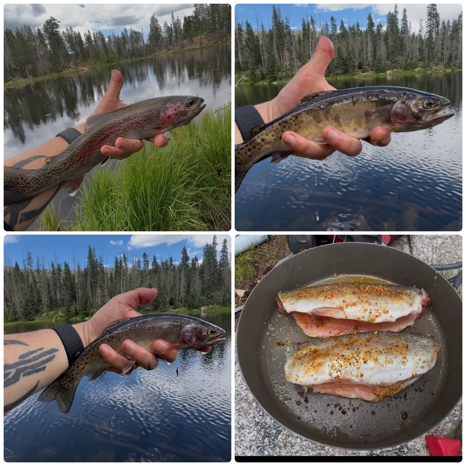 recently logged catches