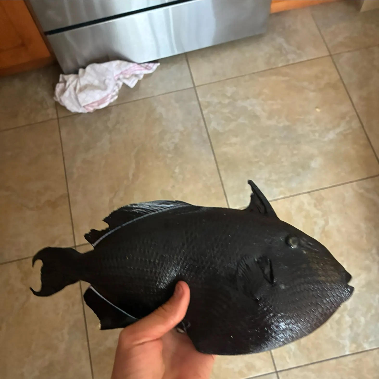 The most recent Stone triggerfish catches on Fishbrain