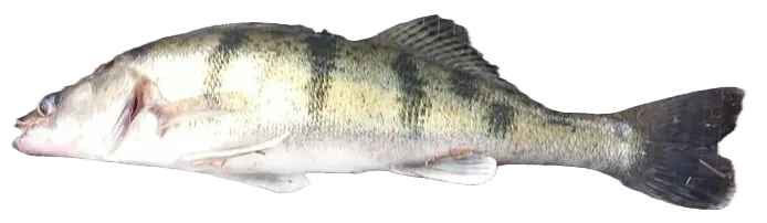 Volga pikeperch