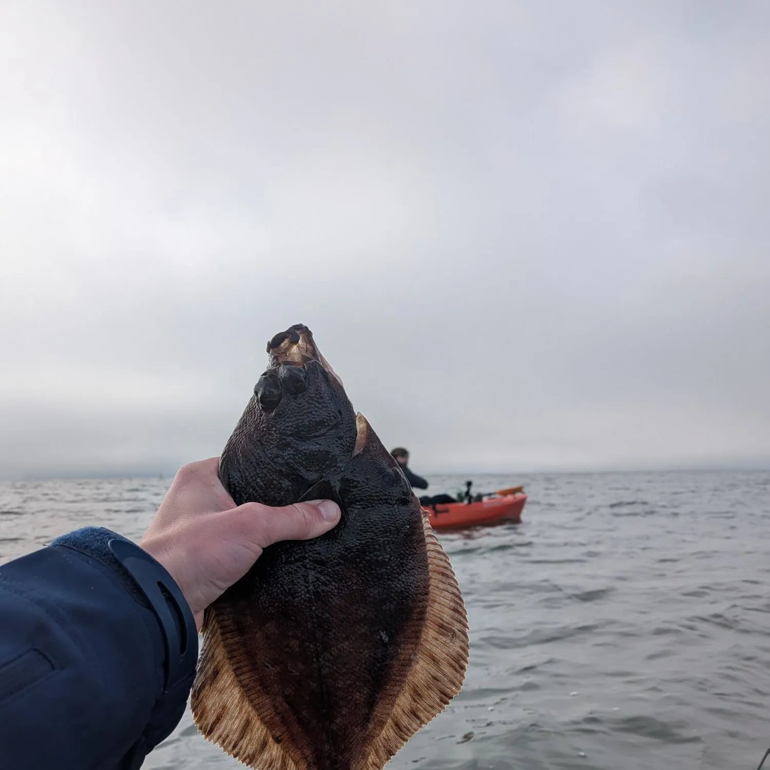 The most recent Northern rock sole catches on Fishbrain
