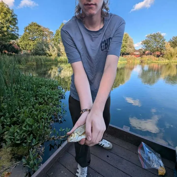 Common roach caught on Fishbrain