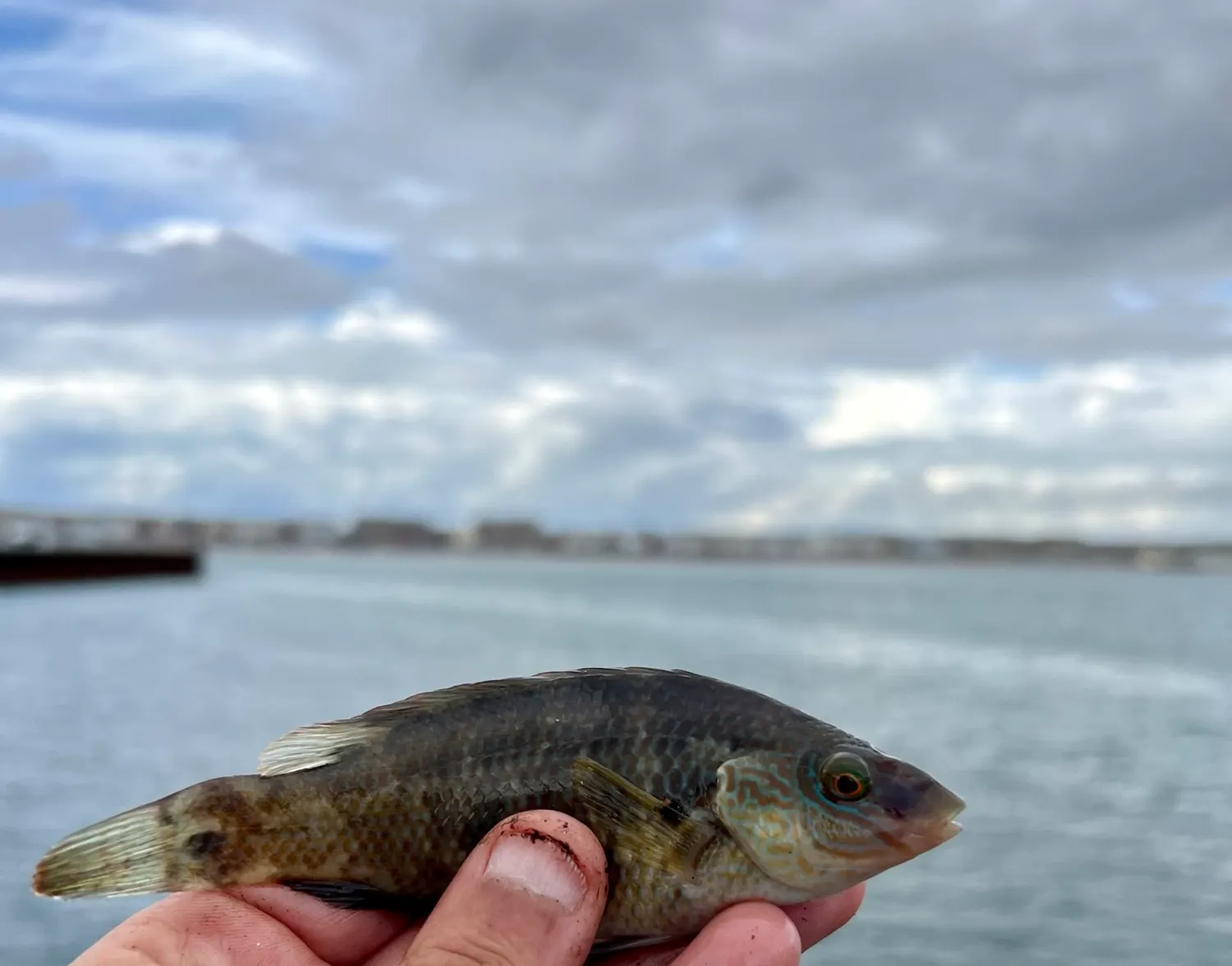 Corkwing wrasse