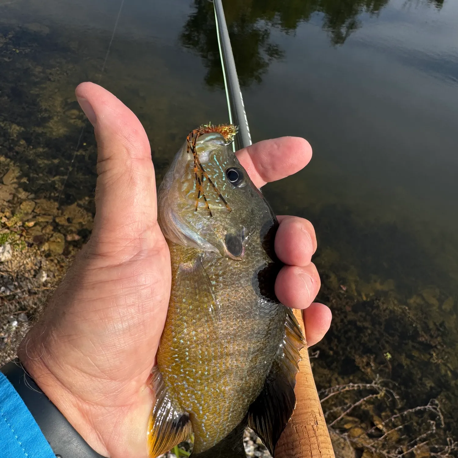 Green sunfish caught on Fishbrain